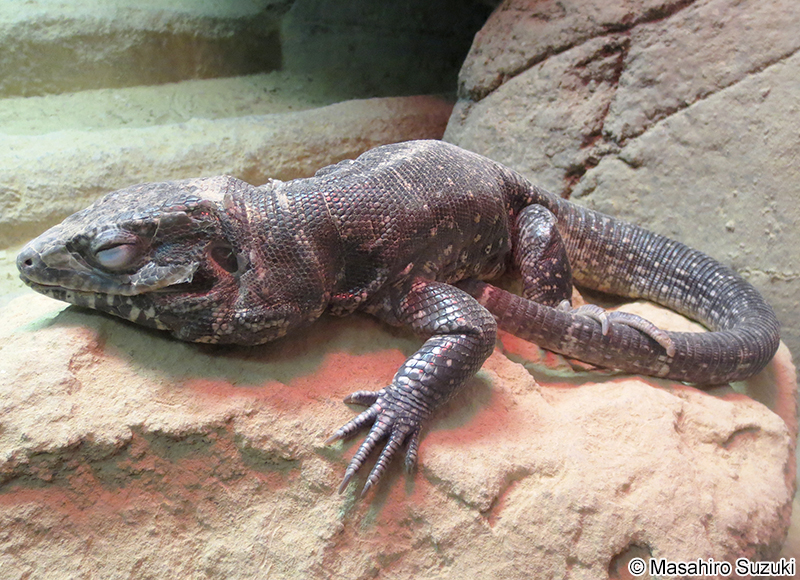 テグー Tupinambis teguixin