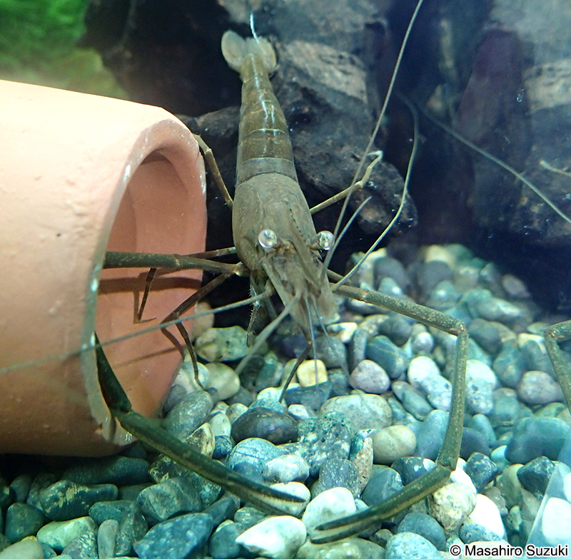 テナガエビ Macrobrachium nipponense