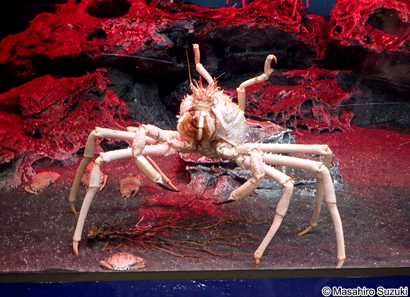 テナガオオホモラ Paromola macrochira