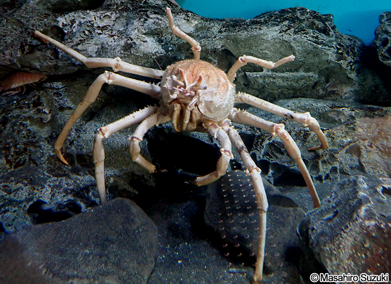 テナガオオホモラ Paromola macrochira