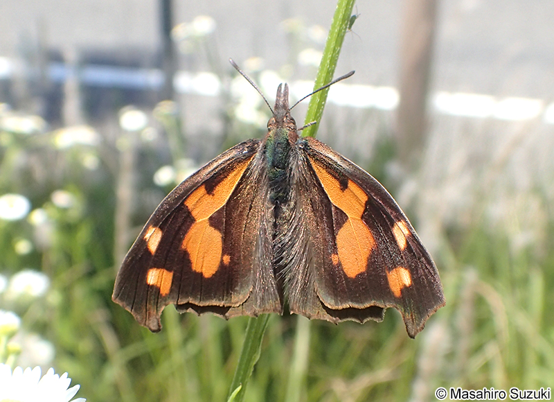 テングチョウ Libythea celtis