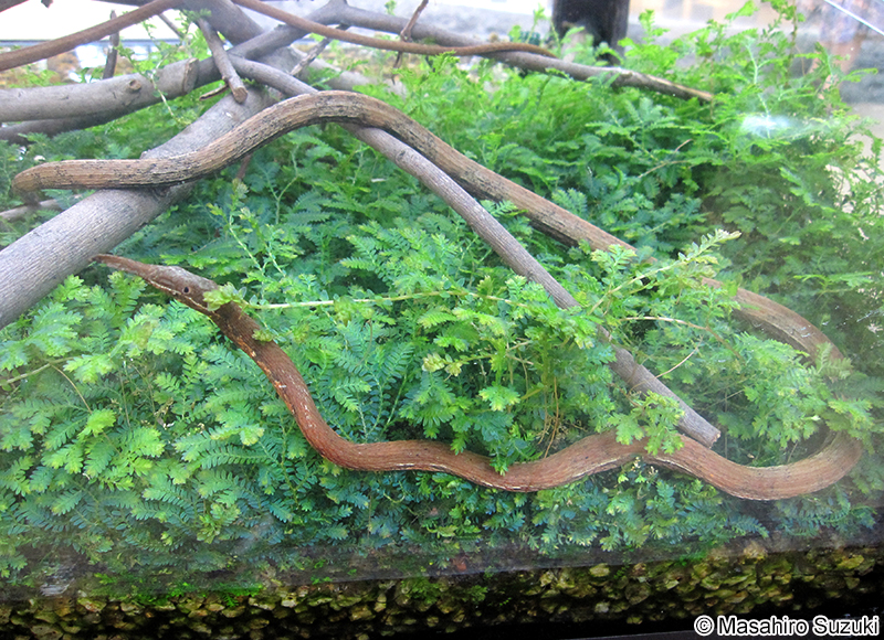 テングキノボリヘビ Langaha madagascariensis