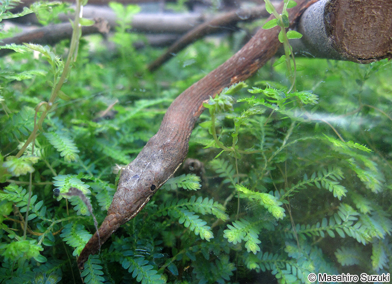 テングキノボリヘビ Langaha madagascariensis