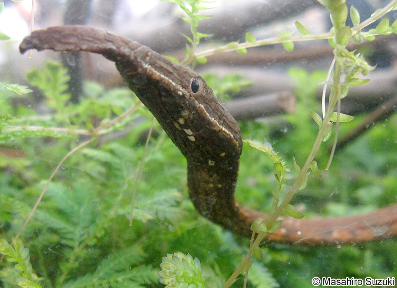 テングキノボリヘビ Langaha madagascariensis