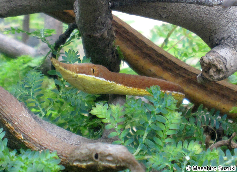 テングキノボリヘビ Langaha madagascariensis