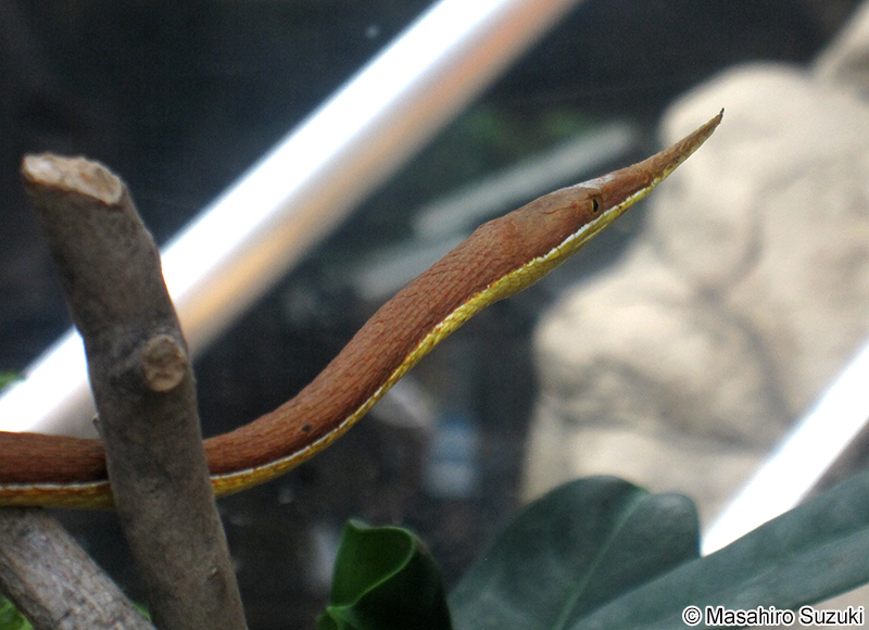 テングキノボリヘビ Langaha madagascariensis