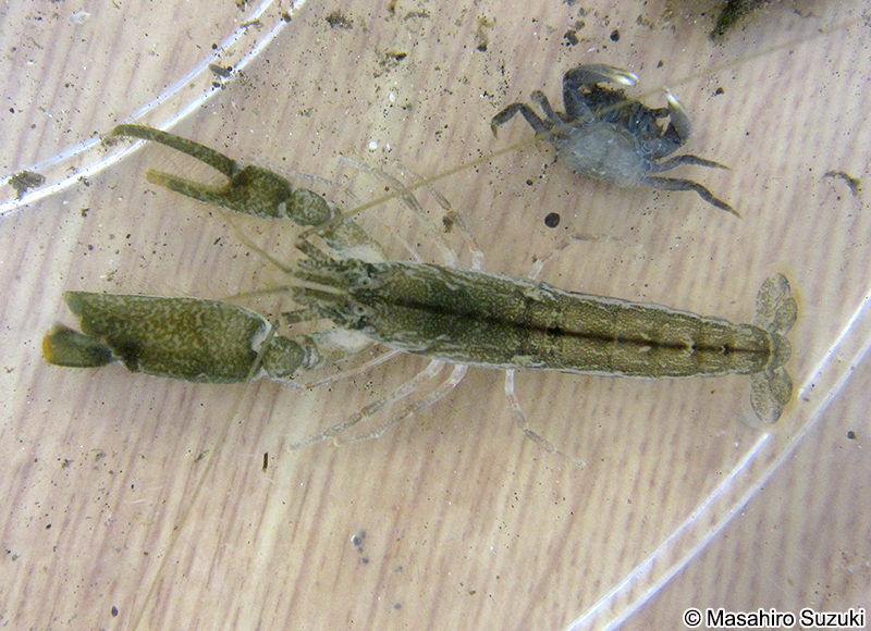 テッポウエビ Alpheus brevicristatus