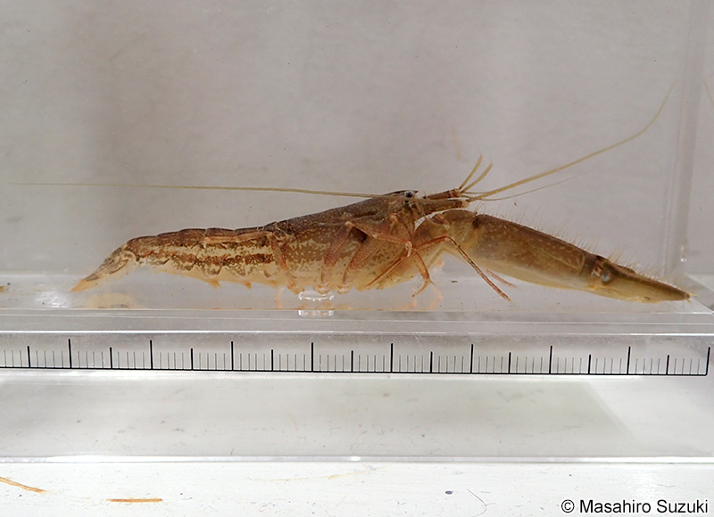 テッポウエビ Alpheus brevicristatus
