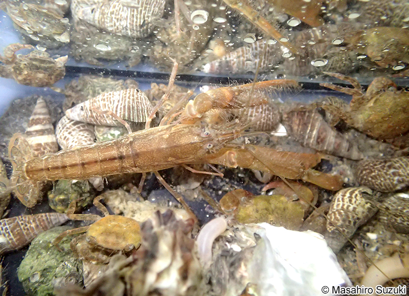 テッポウエビ Alpheus brevicristatus