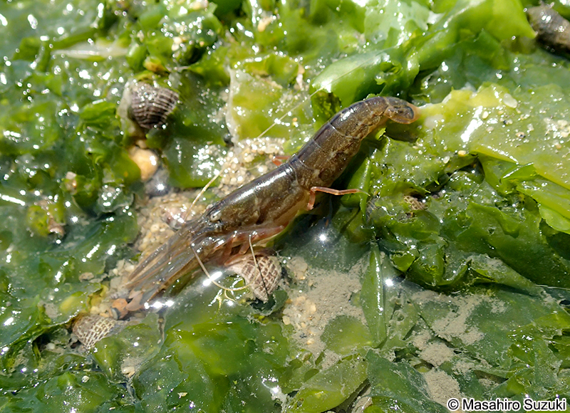 テッポウエビ Alpheus brevicristatus