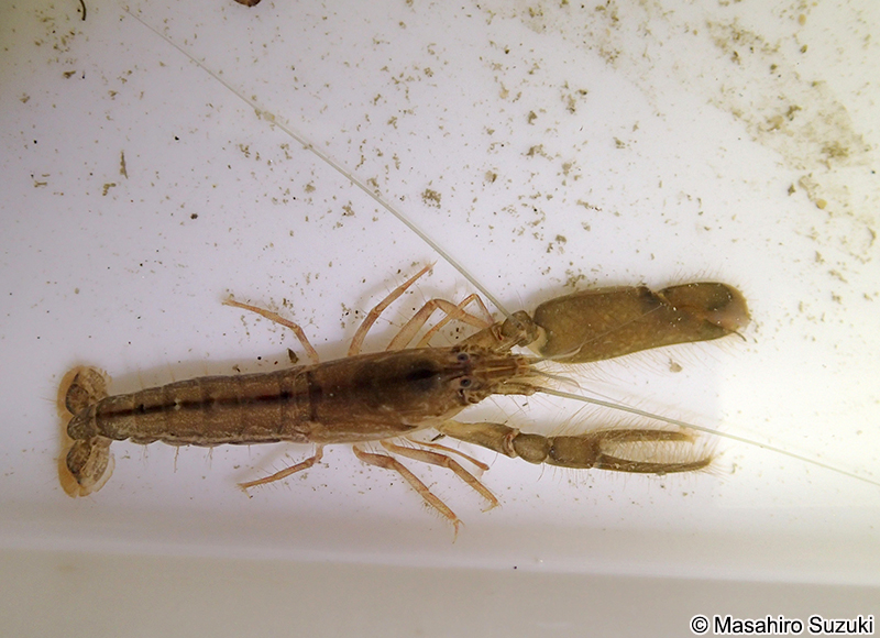 テッポウエビ Alpheus brevicristatus