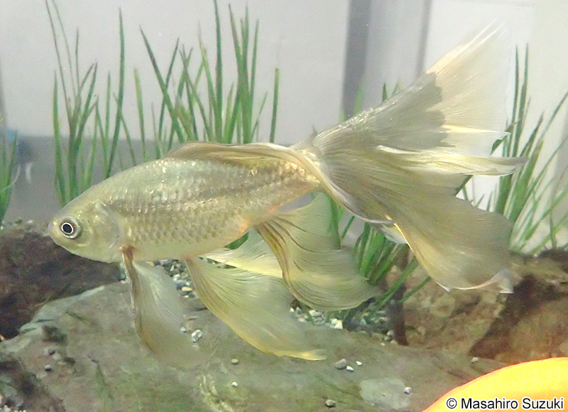 テツギョ Carassius sp.