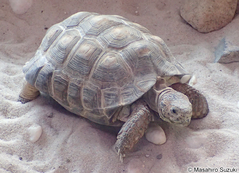 テキサスゴファーガメ Gopherus berlandieri
