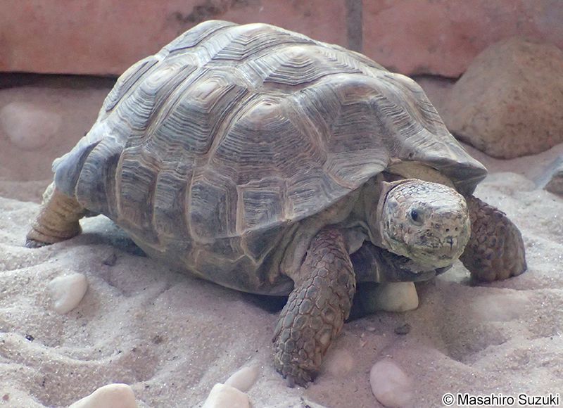 テキサスゴファーガメ Gopherus berlandieri