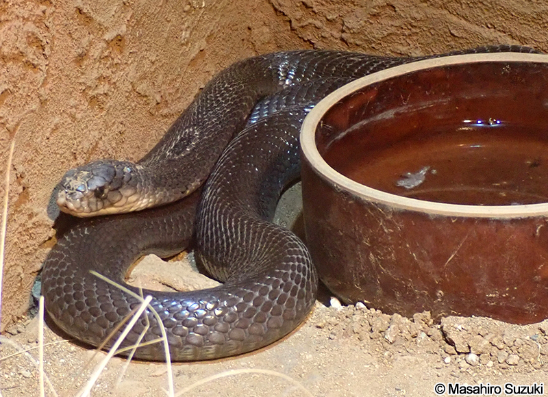 タイコブラ Naja kaouthia
