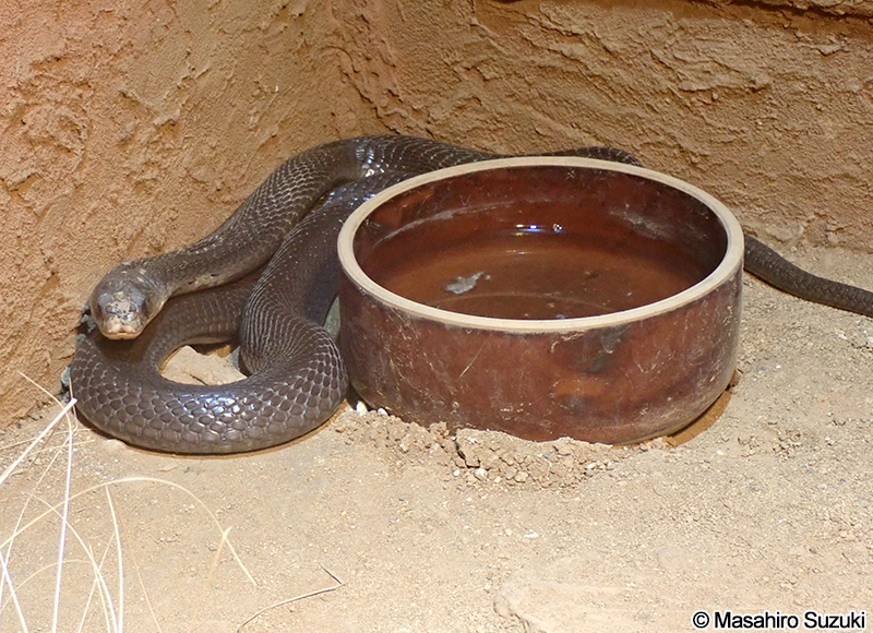 タイコブラ Naja kaouthia