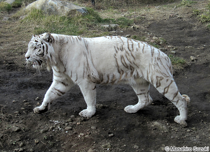 ホワイトタイガー
