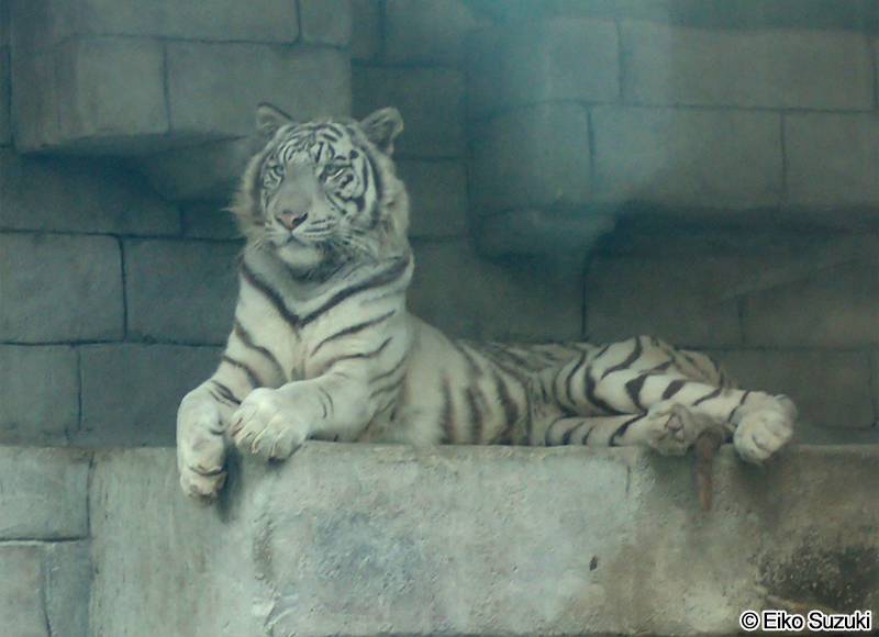 ホワイトタイガー