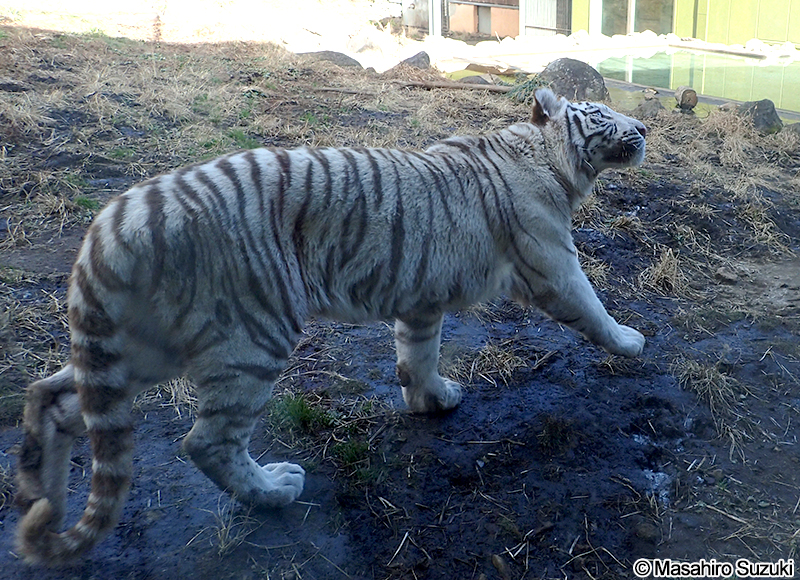 ホワイトタイガー