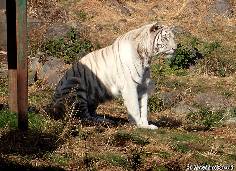 ホワイトタイガー