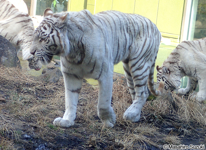 ホワイトタイガー