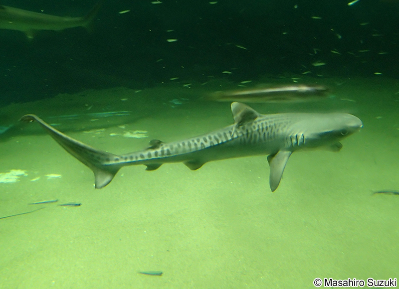 イタチザメ Galeocerdo cuvier