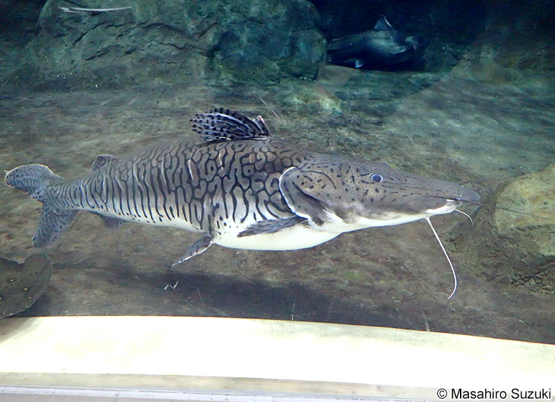 タイガーショベルノーズキャットフィッシュ Pseudoplatystoma fasciatum