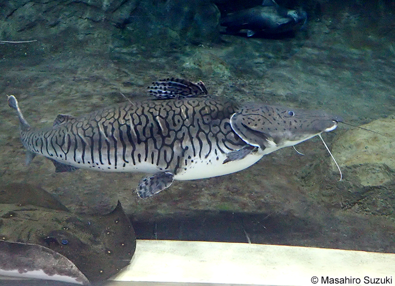タイガーショベルノーズキャットフィッシュ Pseudoplatystoma fasciatum