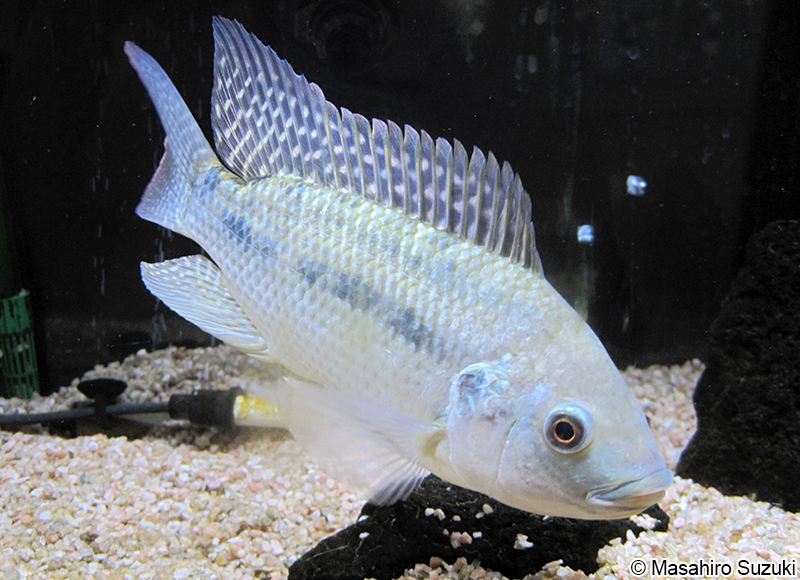ナイルティラピア Oreochromis niloticus
