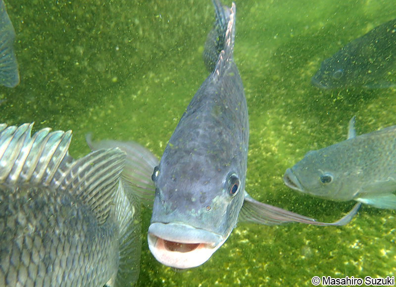 カワスズメ Oreochromis mossambicus