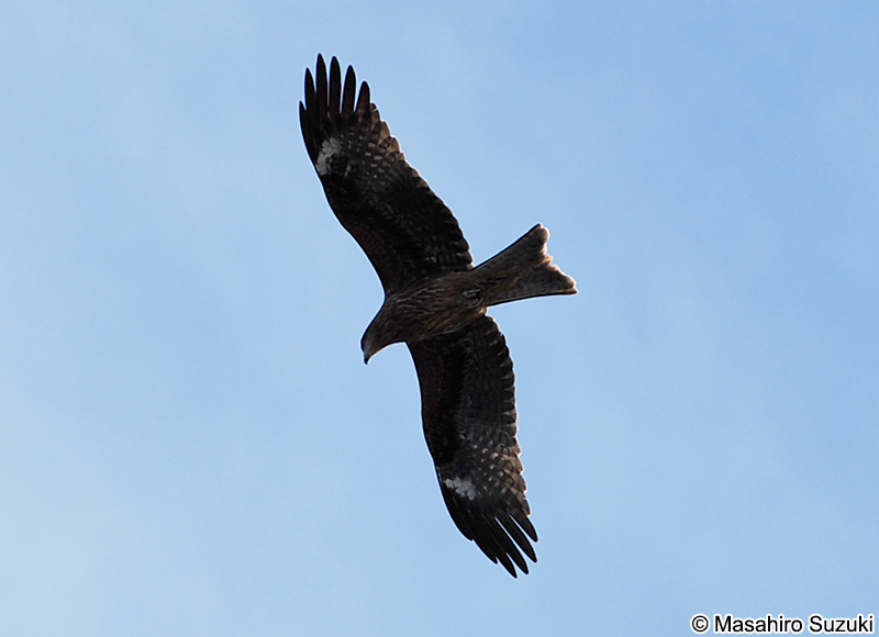 トビ Milvus migrans