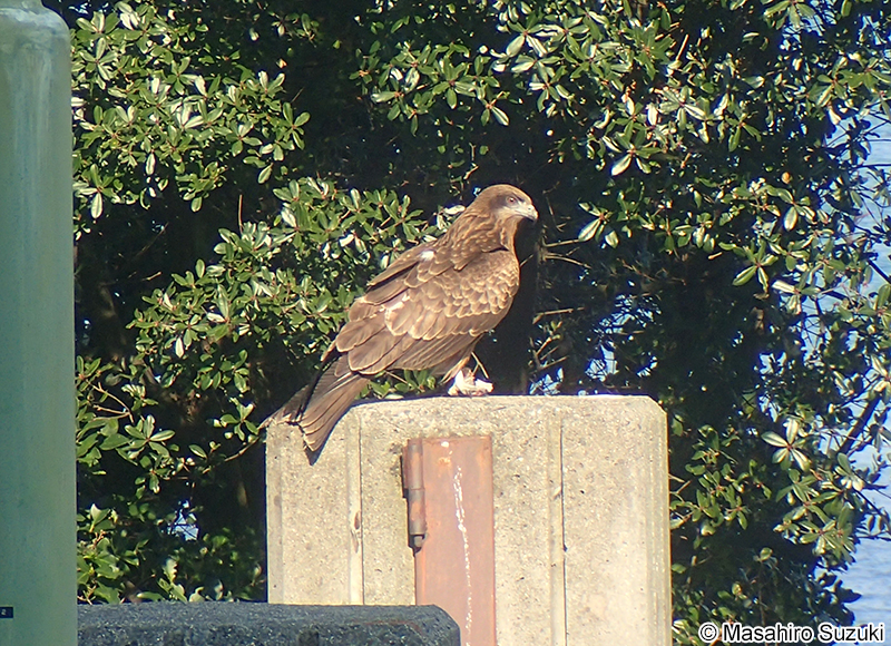 トビ Milvus migrans