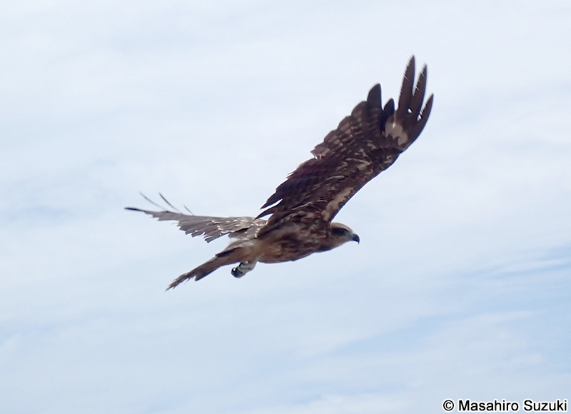 トビ Milvus migrans