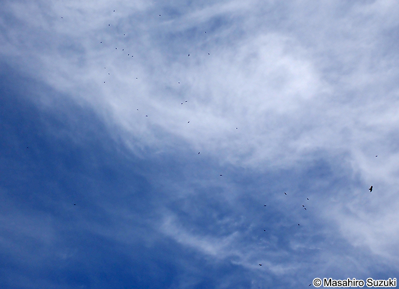 トビ Milvus migrans