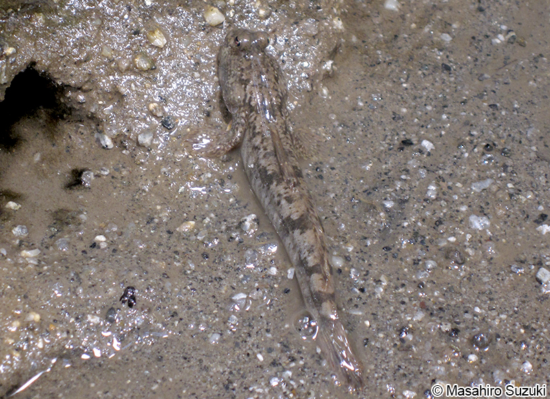 トビハゼ Periophthalmus modestus