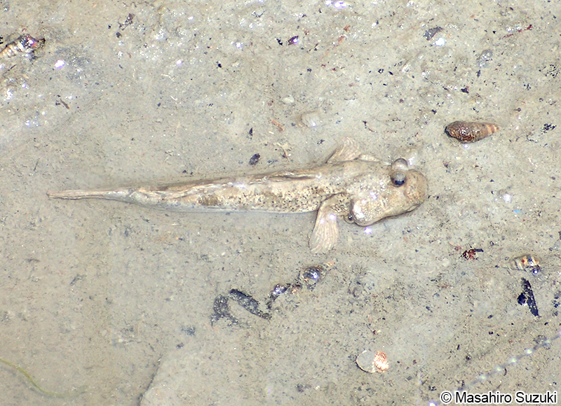 トビハゼ Periophthalmus modestus