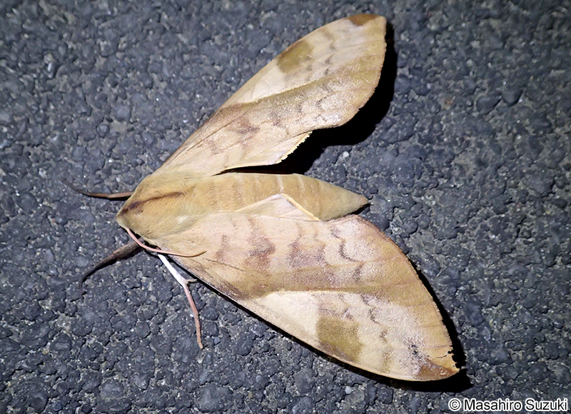 トビイロスズメ Clanis bilineata tsingtauica