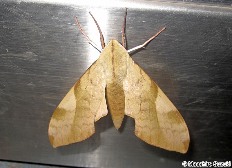 トビイロスズメ Clanis bilineata tsingtauica