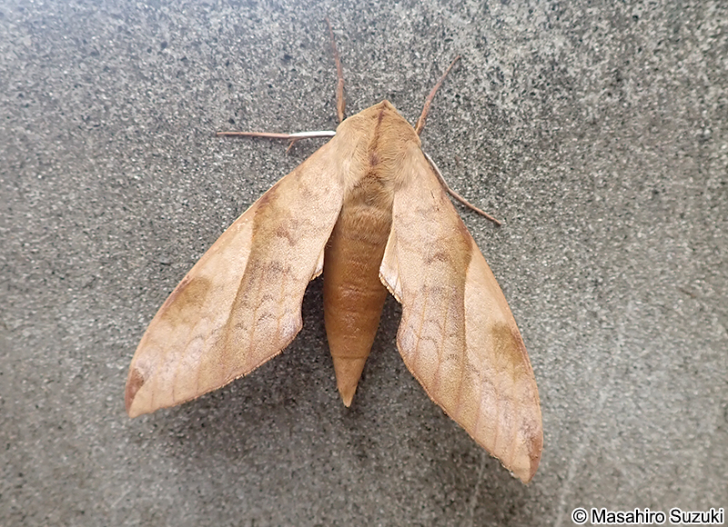 トビイロスズメ Clanis bilineata tsingtauica