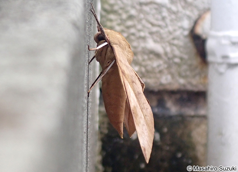 トビイロスズメ Clanis bilineata tsingtauica