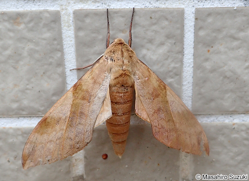 トビイロスズメ Clanis bilineata tsingtauica