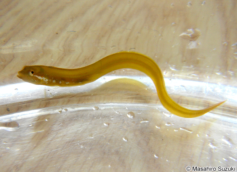 カズナギ属の幼魚