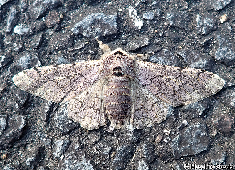 トビモンオオエダシャク Biston robustus robustus