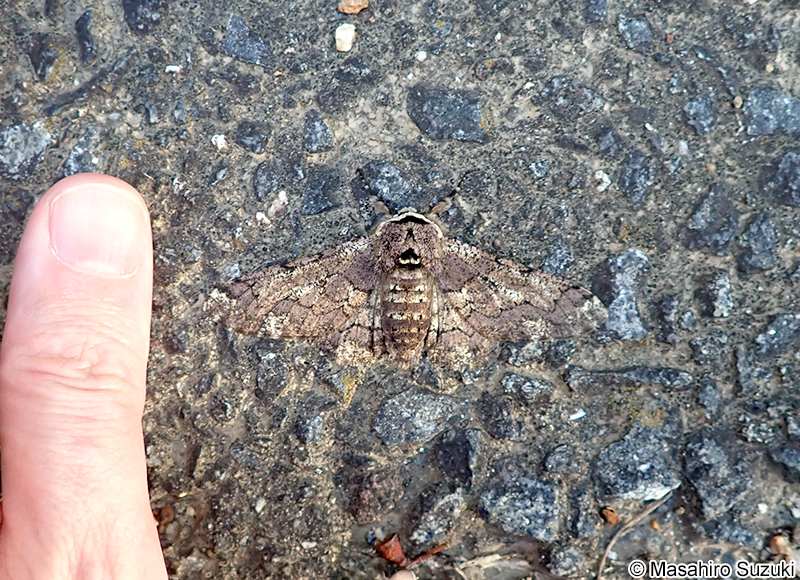 トビモンオオエダシャク Biston robustus robustus