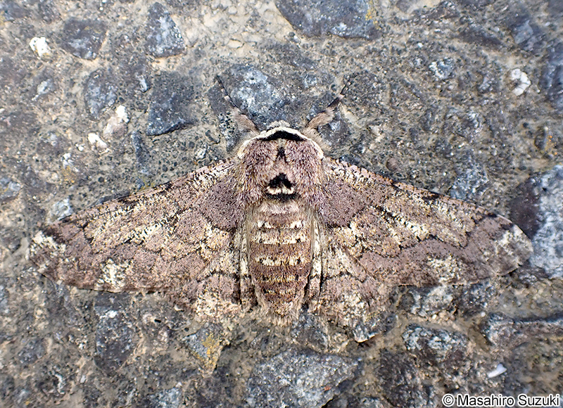 トビモンオオエダシャク Biston robustus robustus