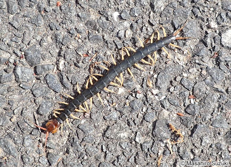 トビズムカデ Scolopendra subspinipes mutilans