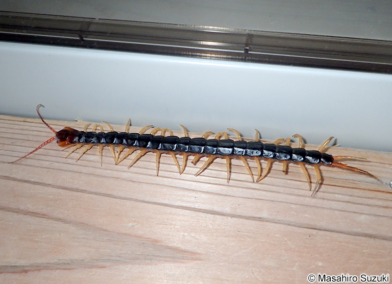 トビズムカデ Scolopendra subspinipes mutilans