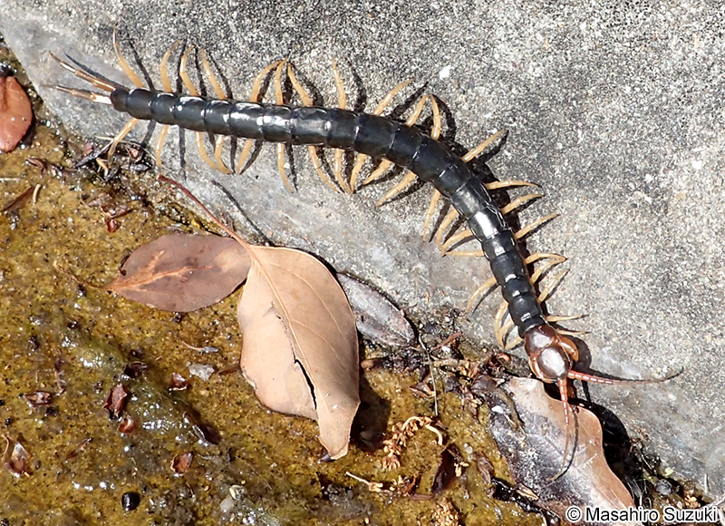 トビズムカデ Scolopendra subspinipes mutilans