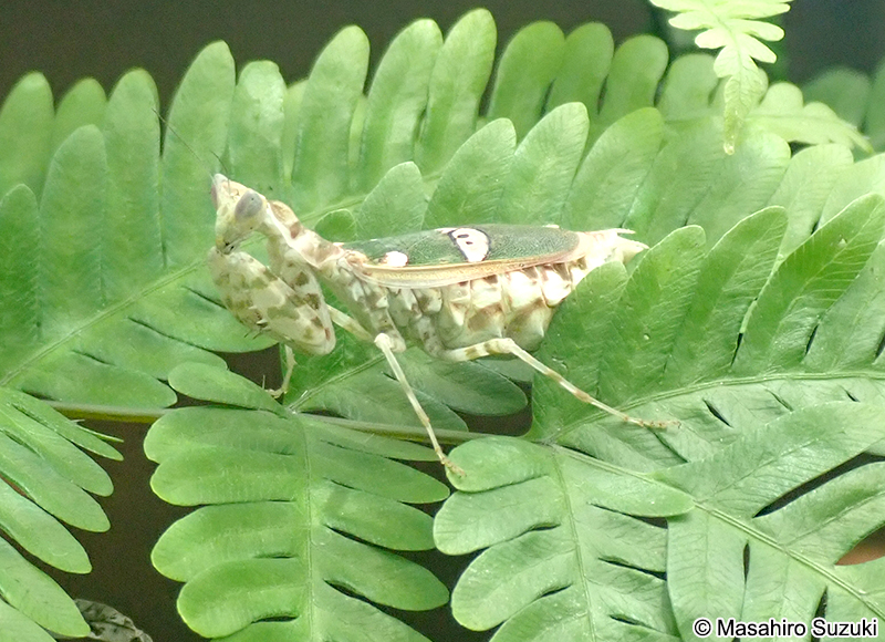 トガリメニシキカマキリ Creobroter urbanus