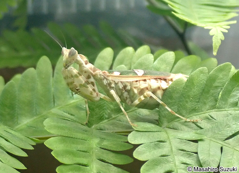 トガリメニシキカマキリ Creobroter urbanus